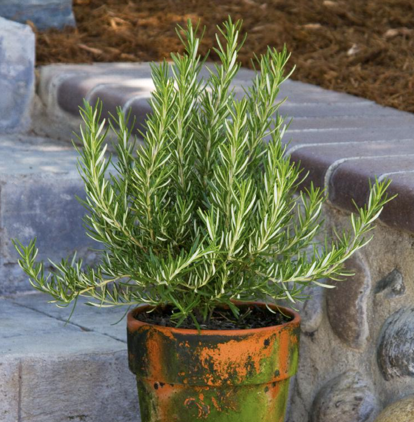 Rosemary, 4 inch pots — Helmstead Farm